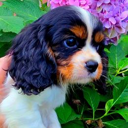 Presque - Tri-color male Cavalier King Charles Spaniel puppy in Watsontown, Pennsylvania from Huntsman Cavaliers