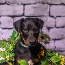 Sky Blue - Black and rust female Doberman Pinscher puppy in Shelby, North Carolina from IronBee Dobermans