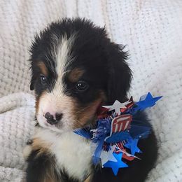 Bhalu - Black rust and white female Bernese Mountain Dog puppy in Shiloh, Georgia from Doodle Mountain