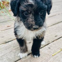 Dark Pink Collar Female - Blue merle female Aussiedoodle puppy in Parma, Idaho from Arena Valley Acres