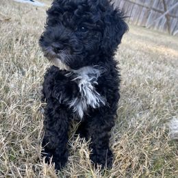 Boy 1 - Cockapoo puppy in Bethlehem, Georgia from Darling Doodles