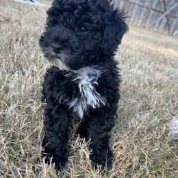Boy 1 - Cockapoo puppy in Bethlehem, Georgia from Darling Doodles