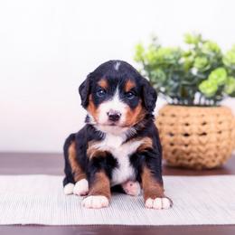 Girl 2 - female Bernedoodle puppy in Arthur, Illinois from Central Illinois Bernedoodles