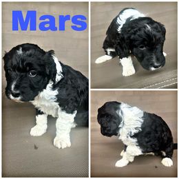 Mars - Black and white Aussiedoodle puppy in Tyler, Texas from Southern Royal Aussiedoodles