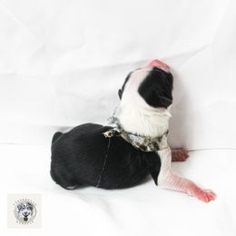 Miniature Australian Shepherd Puppies from Yarborough Kennels