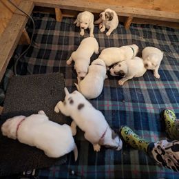 Great Pyrenees Puppies from Duck Creek Poultry Place & Wilson's Waterfowl