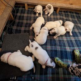 Great Pyrenees Puppies from Duck Creek Poultry Place & Wilson's Waterfowl