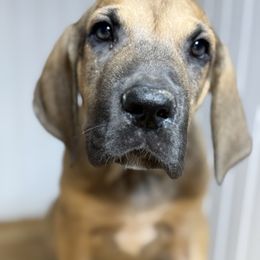 Beauford - Fawn male Great Dane puppy in Hutchinson, Kansas from Dappled Danes