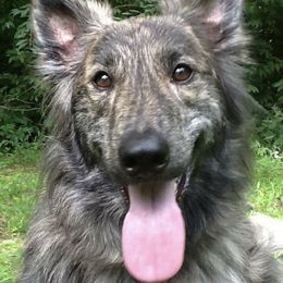 Dutch Shepherds from Kent's Dutch Shepherds