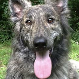 Dutch Shepherds from Kent's Dutch Shepherds
