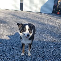 Nova - Australian Shepherd