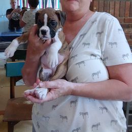 Boxer Puppies from CinniBon Boxers (Kennel)