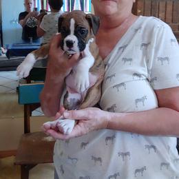 Boxer Puppies from CinniBon Boxers (Kennel)