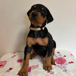 Amelia - Black and rust female Doberman Pinscher puppy in Coplay, Pennsylvania from By My Side Germans Shepherds & Dobermans