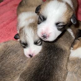 Companion Cross Puppies from Chilipoms
