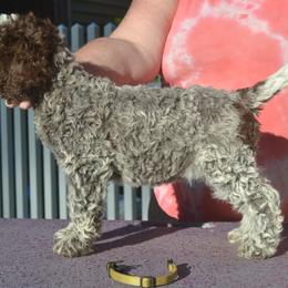 Yellow Collar - Brown roan female Lagotto Romagnolo puppy in Millbury, Massachusetts from RaceCity