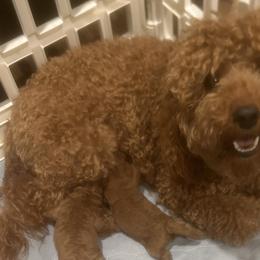 Goldendoodles from Poodle lovers