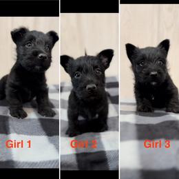 Black girl - 1st Pick - Black female Scottish Terrier puppy in Wellston, Ohio from White Apple Kennel