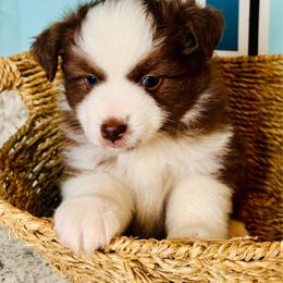 Female red Tri - Red tri female Toy Australian Shepherd puppy in Oklahoma City, Oklahoma from Faith River Aussies