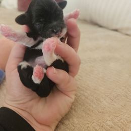 Nyx - Black and white female Aussiedoodle puppy in Tucson, Arizona from Ever After Doodles Arizona