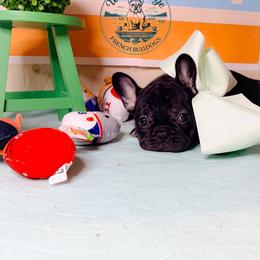Jessie - Tricolors female French Bulldog puppy in Strunk, Kentucky from Waters Edge French Bulldogs LLC