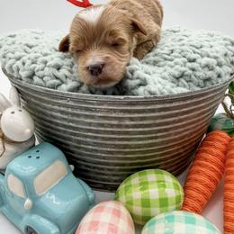 Swiss - Apricot male Goldendoodle puppy in Sunman, Indiana from Brunsman Country Doodles LLC