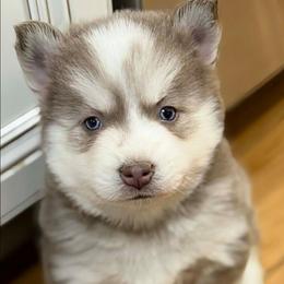 DxKb1 - Lavender male Pomsky puppy in Charlotte, Michigan from Moore Pomskies