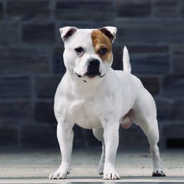 Staffordshire Bull Terrier All Grown Up from Moonstruck Staffords