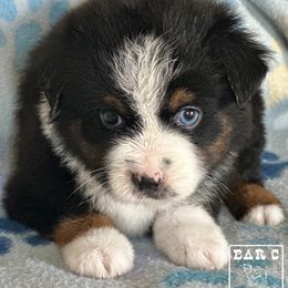 Miniature Australian Shepherd and Toy Australian Shepherd Puppies from Bar C Toy & Mini Aussies