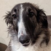 Trinity - Borzoi