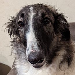 Trinity - Borzoi