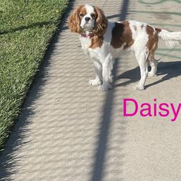 Daisy - Cavalier King Charles Spaniel