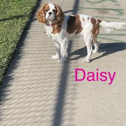 Daisy - Cavalier King Charles Spaniel