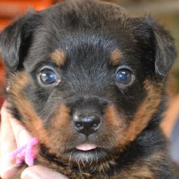 FEMALE 3 PINK COLLAR - Black and mahogany female Rottweiler puppy in Dawson Springs, Kentucky from Lakeview Rottweilers