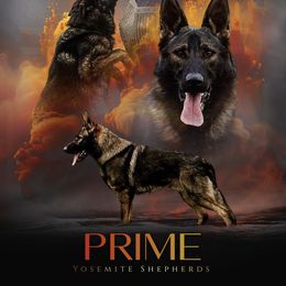 Prime - German Shepherd