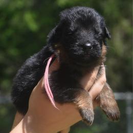 Pink collar female - Black and red female German Shepherd puppy in Marianna, Florida from Haus M Godwin