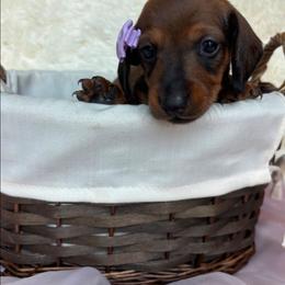 PINK PASSION - Chocolate and tan female Dachshund puppy in Athens, Georgia from Grandma's Hotdogs