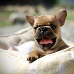 French Bulldog Puppies from Top Hat Ranch