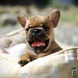 French Bulldog Puppies from Top Hat Ranch