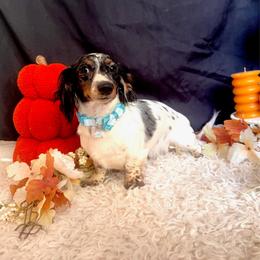Odette - Dachshund