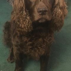 Boykin Spaniels from Kettle Branch Kennels