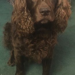 Boykin Spaniels from Kettle Branch Kennels