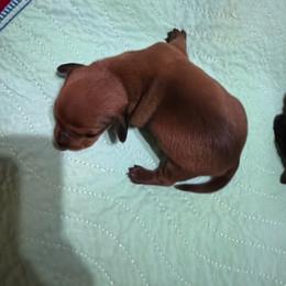 Daizy Mae - Red female Dachshund puppy in Fayetteville, North Carolina from Army of Dachshunds