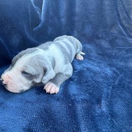 Topaz - Harlequin male Great Dane puppy in Rosharon, Texas from Parker's Great Danes