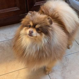 Armani Dixon - Chocolate and tan male Pomeranian puppy in Fultonville, New York from Sandy Aussies & Pomeranians