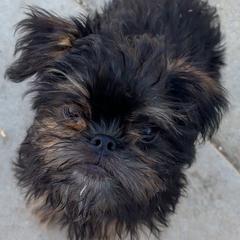Brownie - Black and tan male Brussels Griffon puppy in Yucaipa, California from Griffs & Giggles Ranch - The Cortez Family