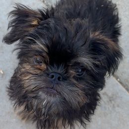 Brownie - Black and tan male Brussels Griffon puppy in Yucaipa, California from Griffs & Giggles Ranch - The Cortez Family