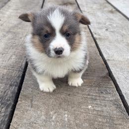 Wyatt - Blue male Pembroke Welsh Corgi puppy in Sanford, Michigan from Tambali Pembroke Welsh Corgis