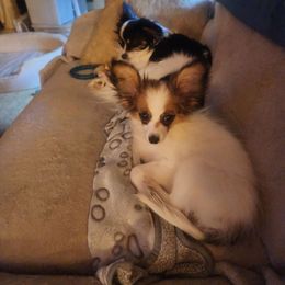Dot - Papillon