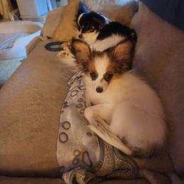 Dot - Papillon
